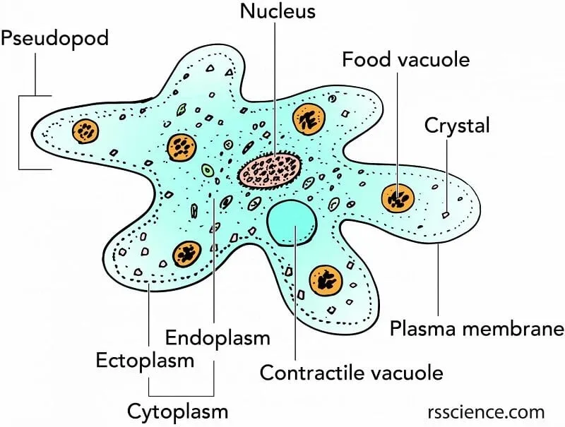 Amoeba proteus